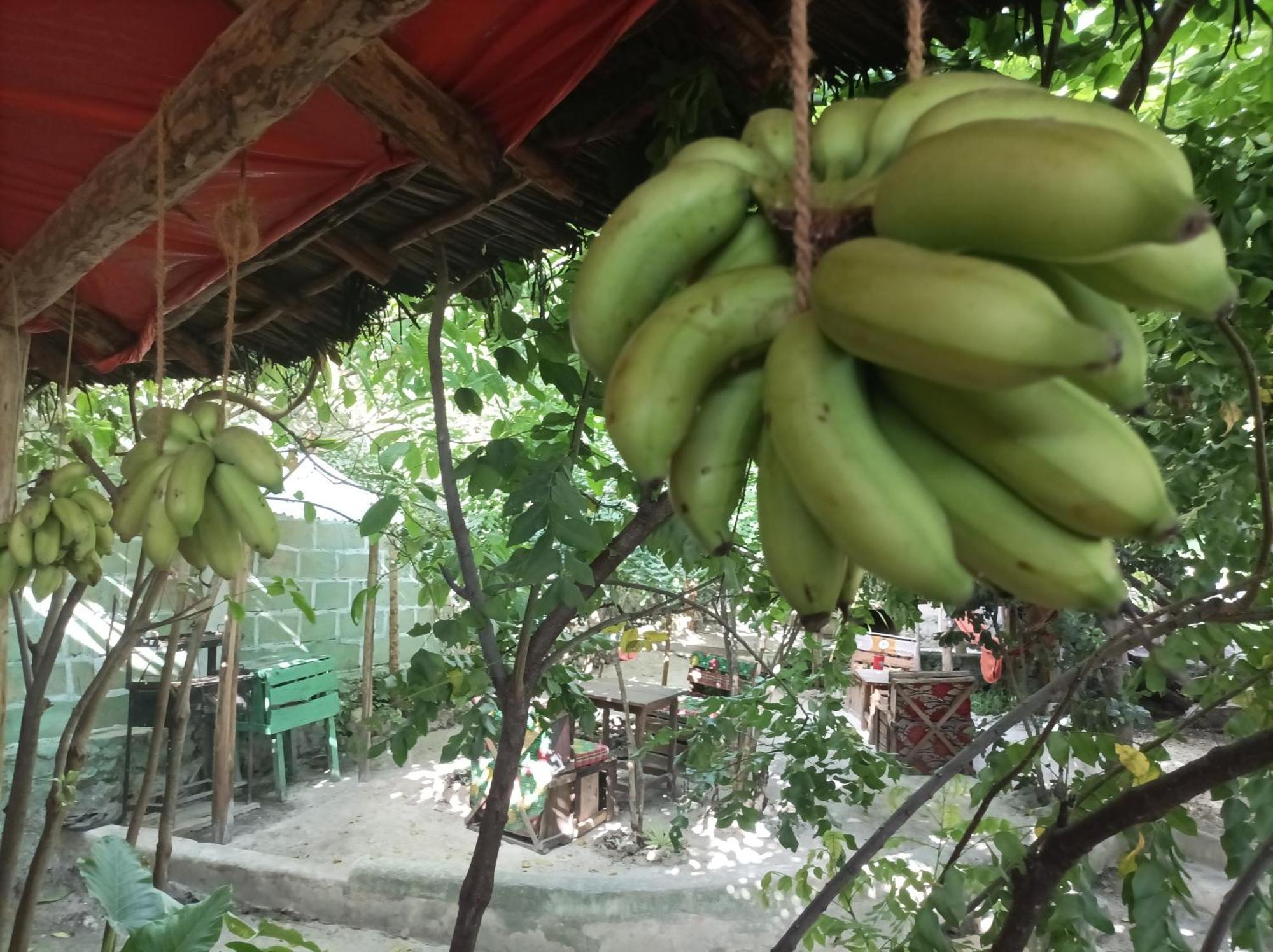 Mamarasta Bed & Breakfast Bwejuu Dış mekan fotoğraf